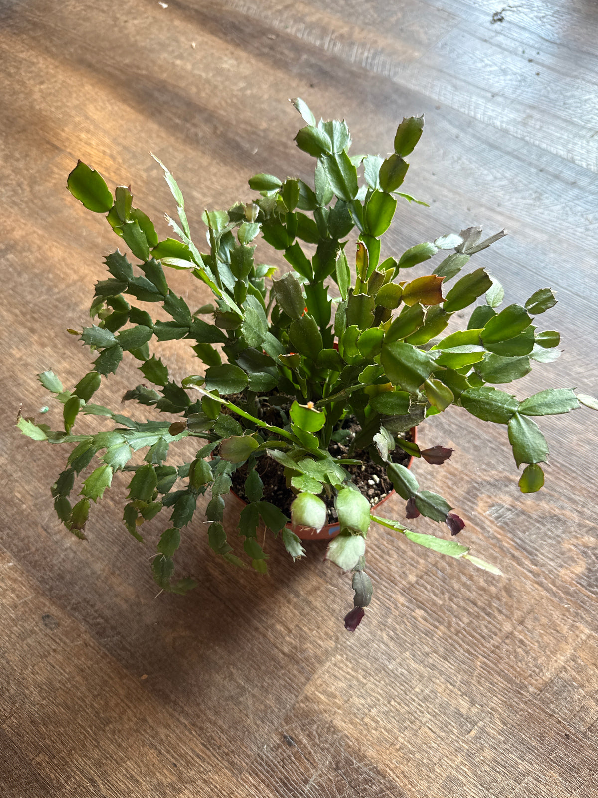 Christmas cactus