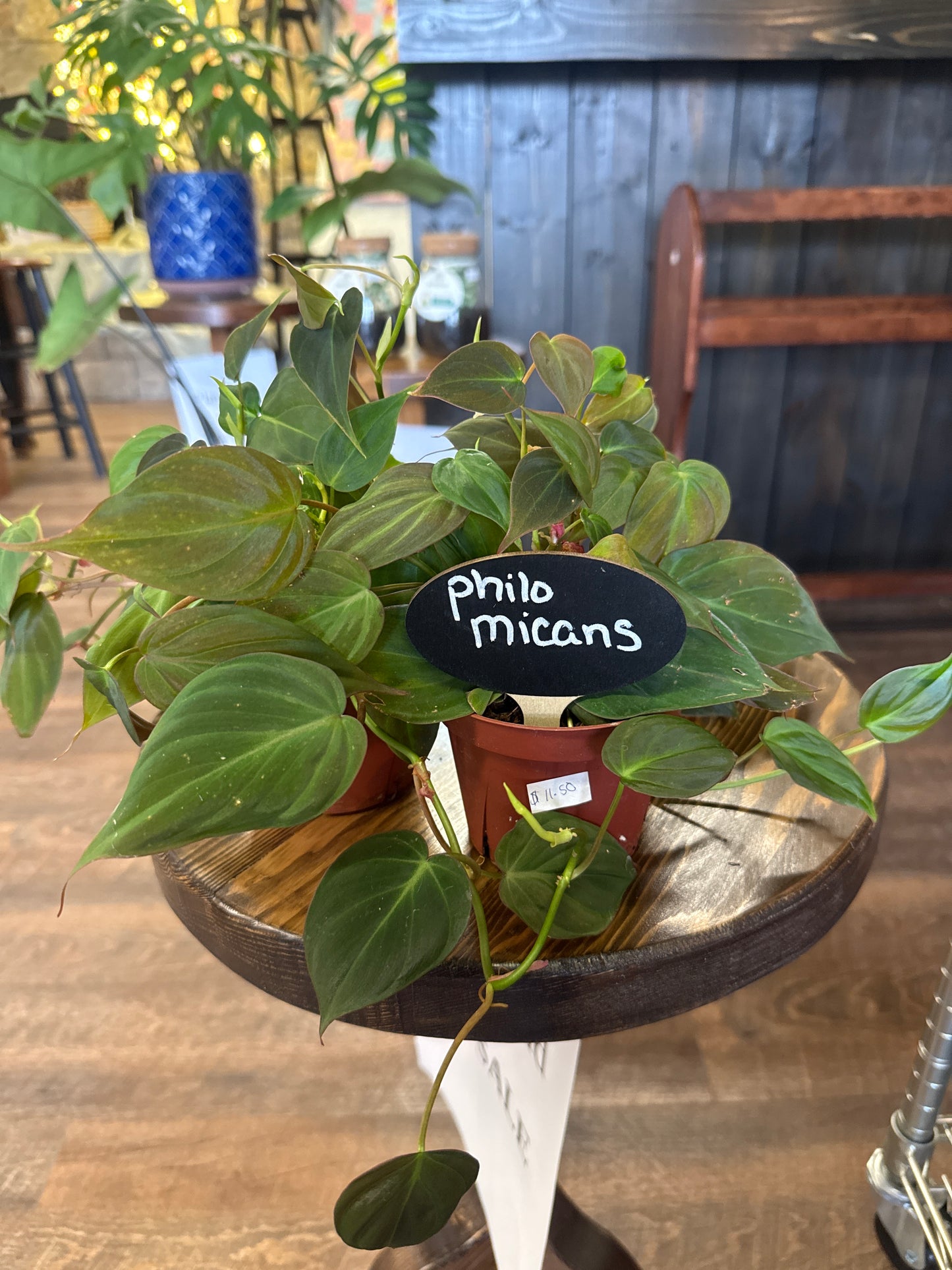 Micans Plant