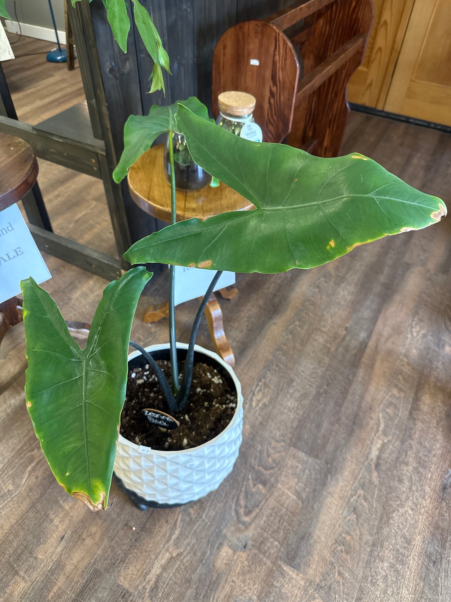 Zebrina Black Plant (upgrade)