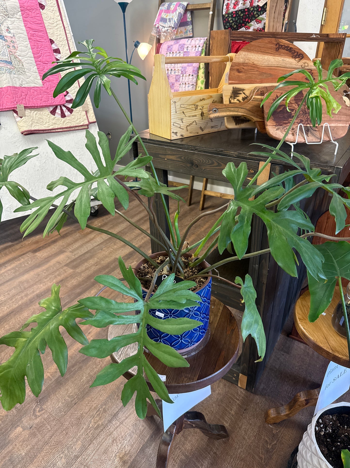 Philo Mayoi Plant (upgrade)
