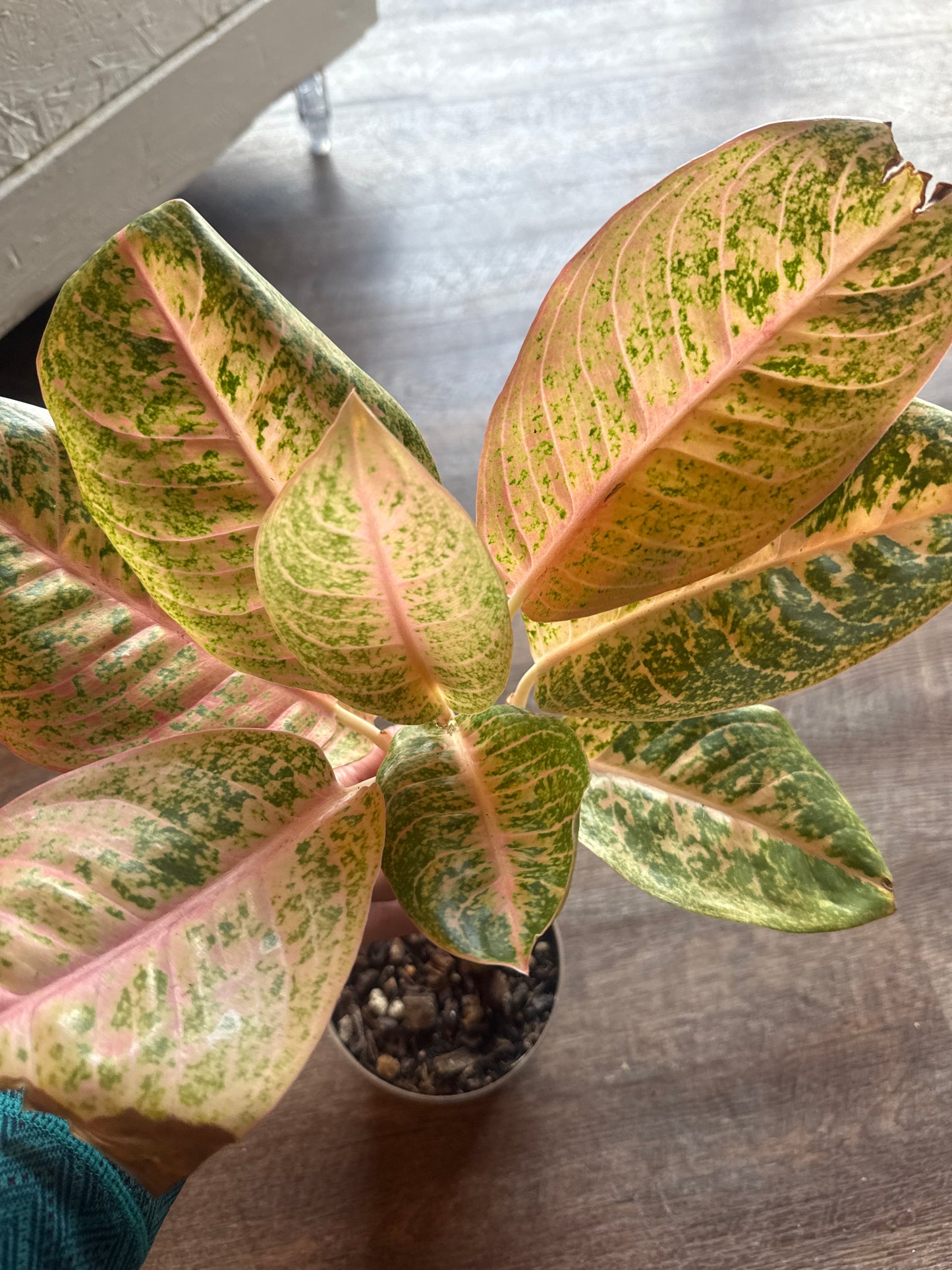 Aglaonema orange Stardust