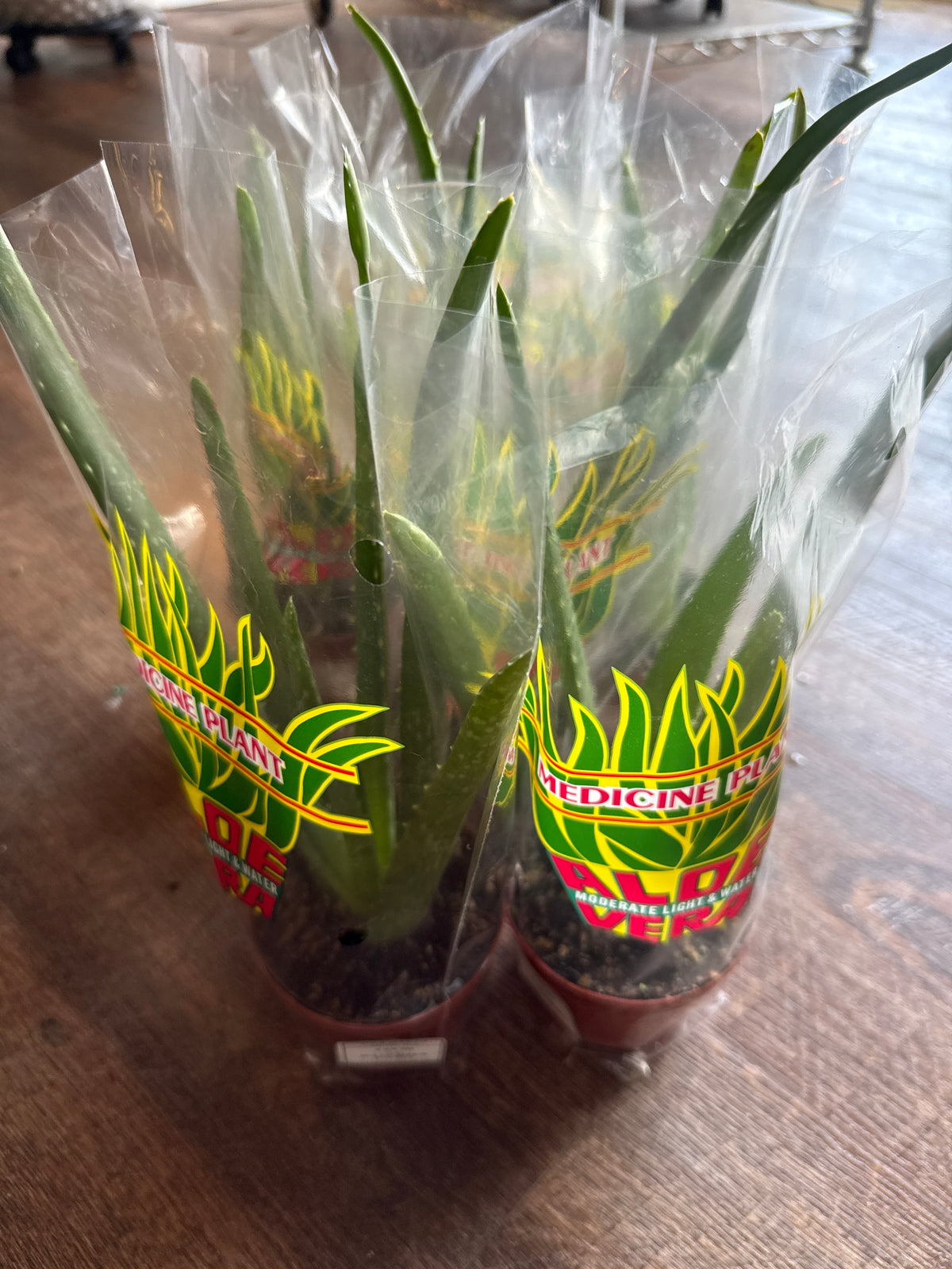 Aloe Vera