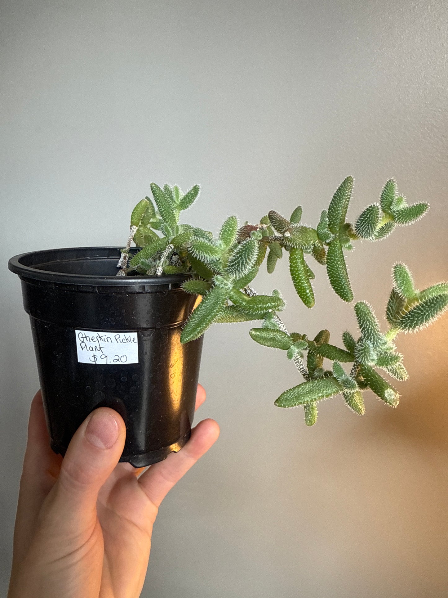 Gherkin pickle plant