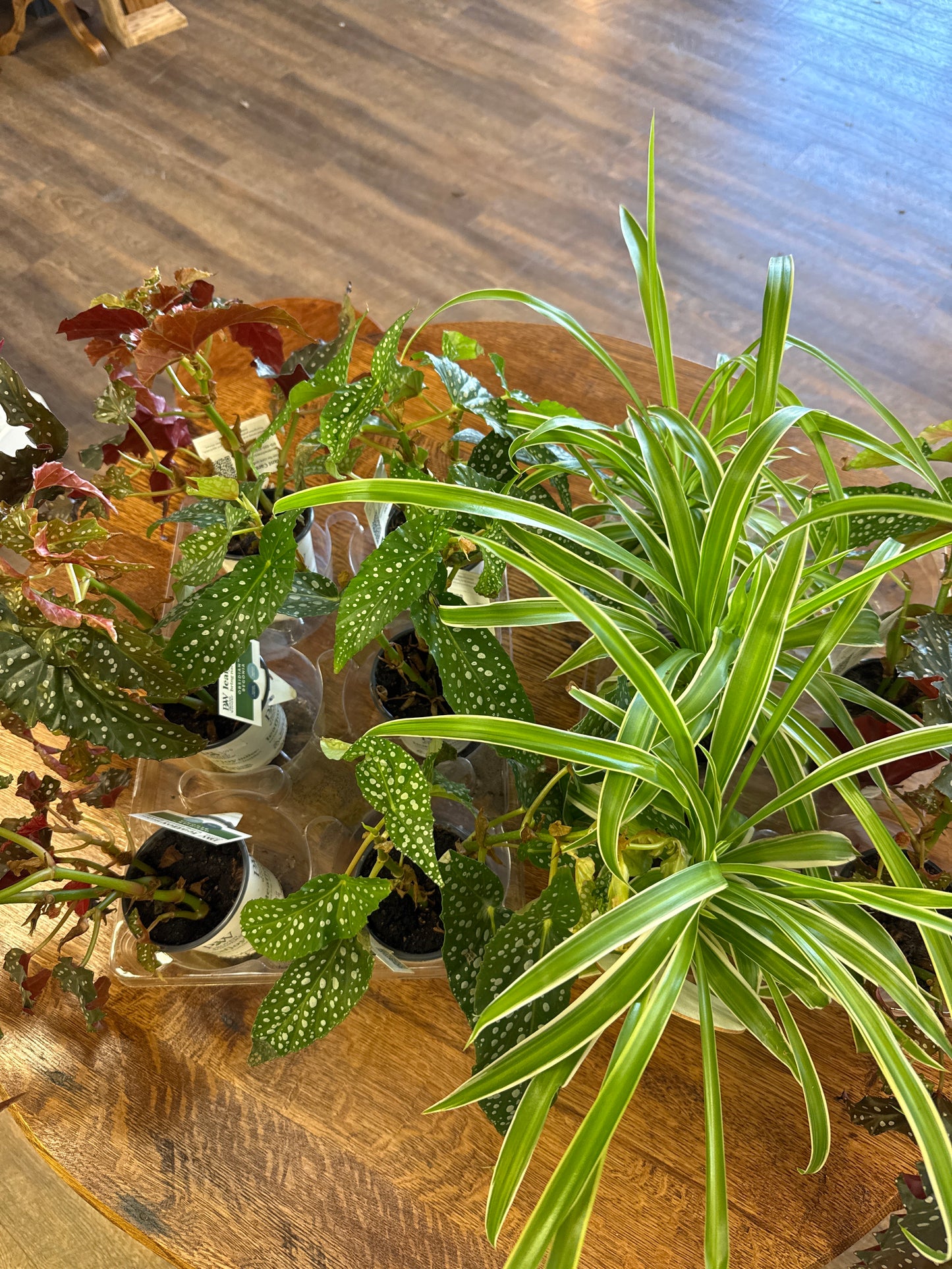3” plants assorted 1 for $6.00