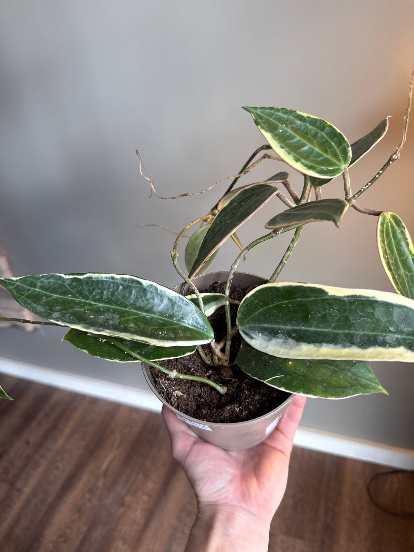 Hoya Letitia albomarginata