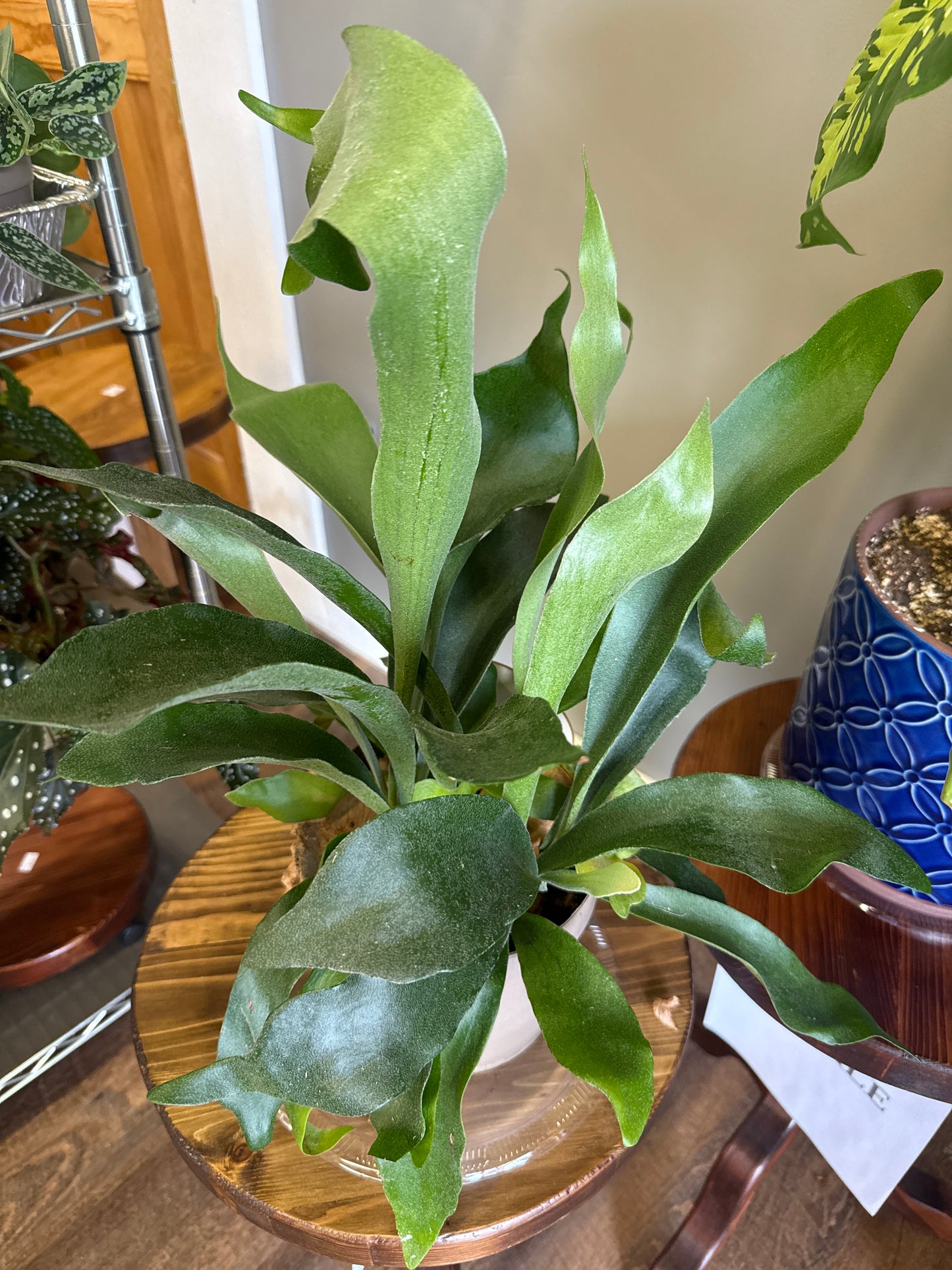 Staghorn Fern Plant (Lg)