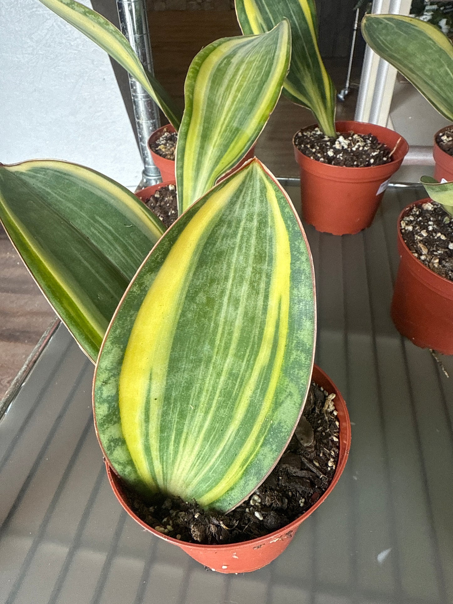 Snake Whale Fin Plant