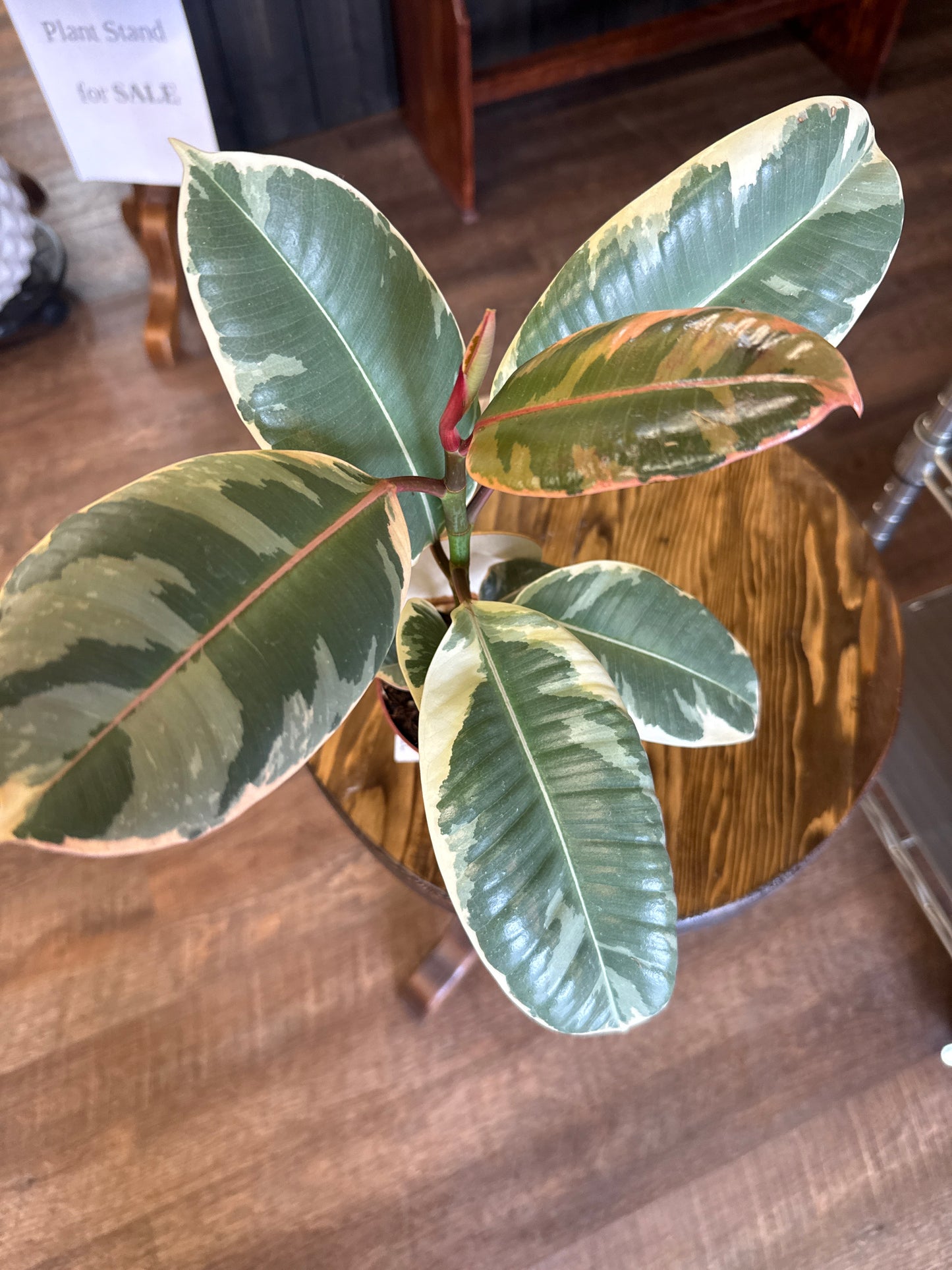 Ficus Plant