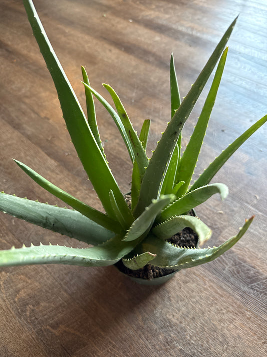 Aloe Vera
