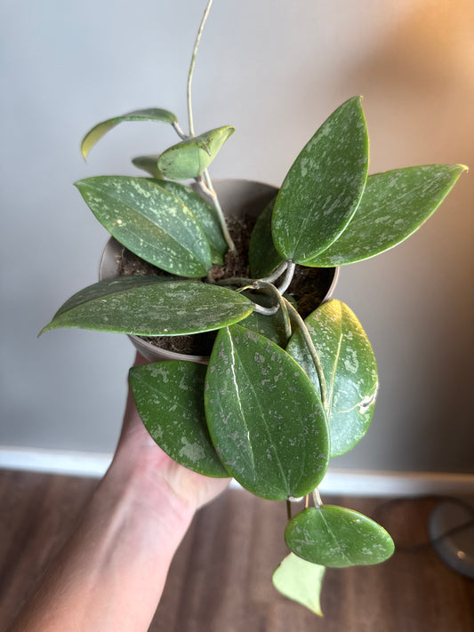 Hoya Noid