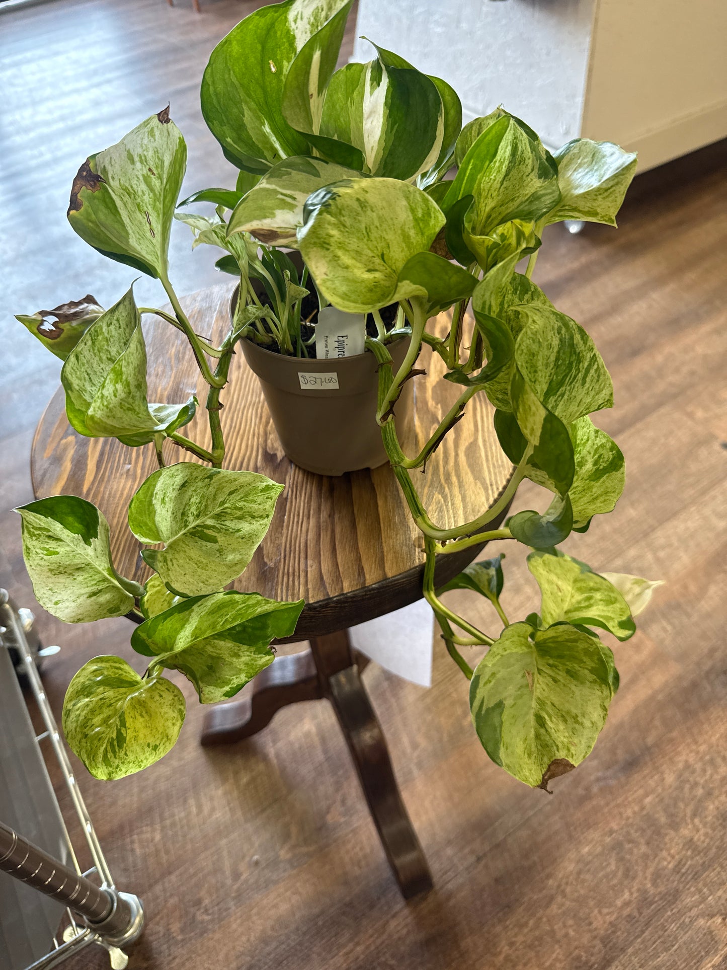 Manjula Plant