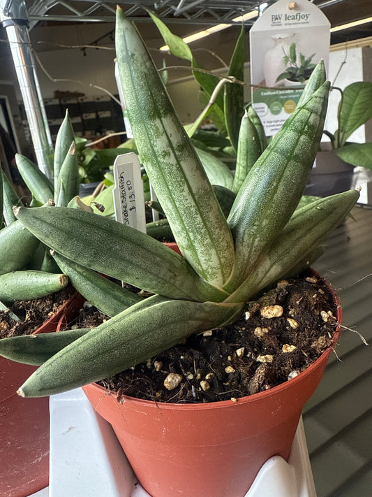 Starfish Snake Plant