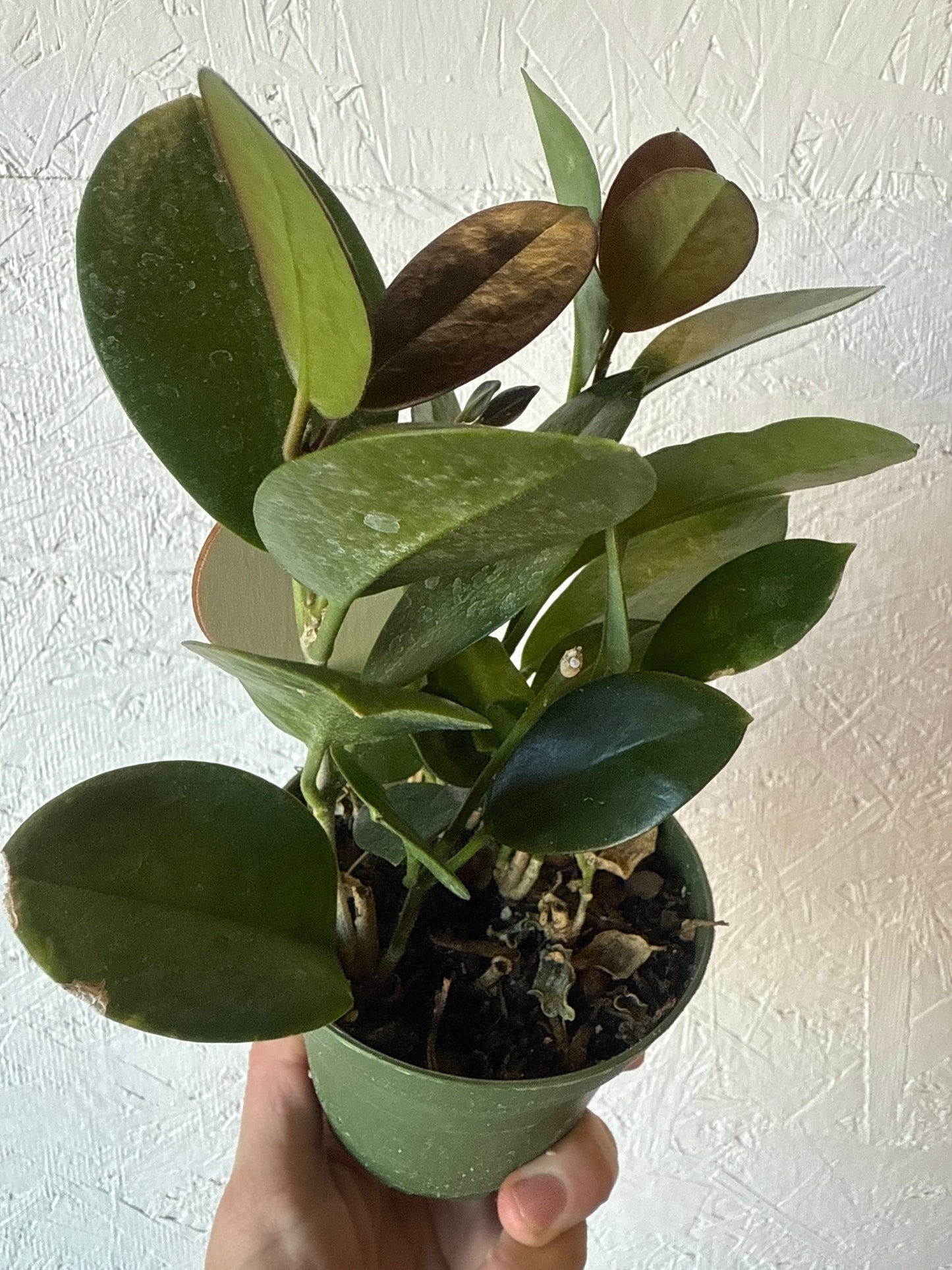 Hoya australis