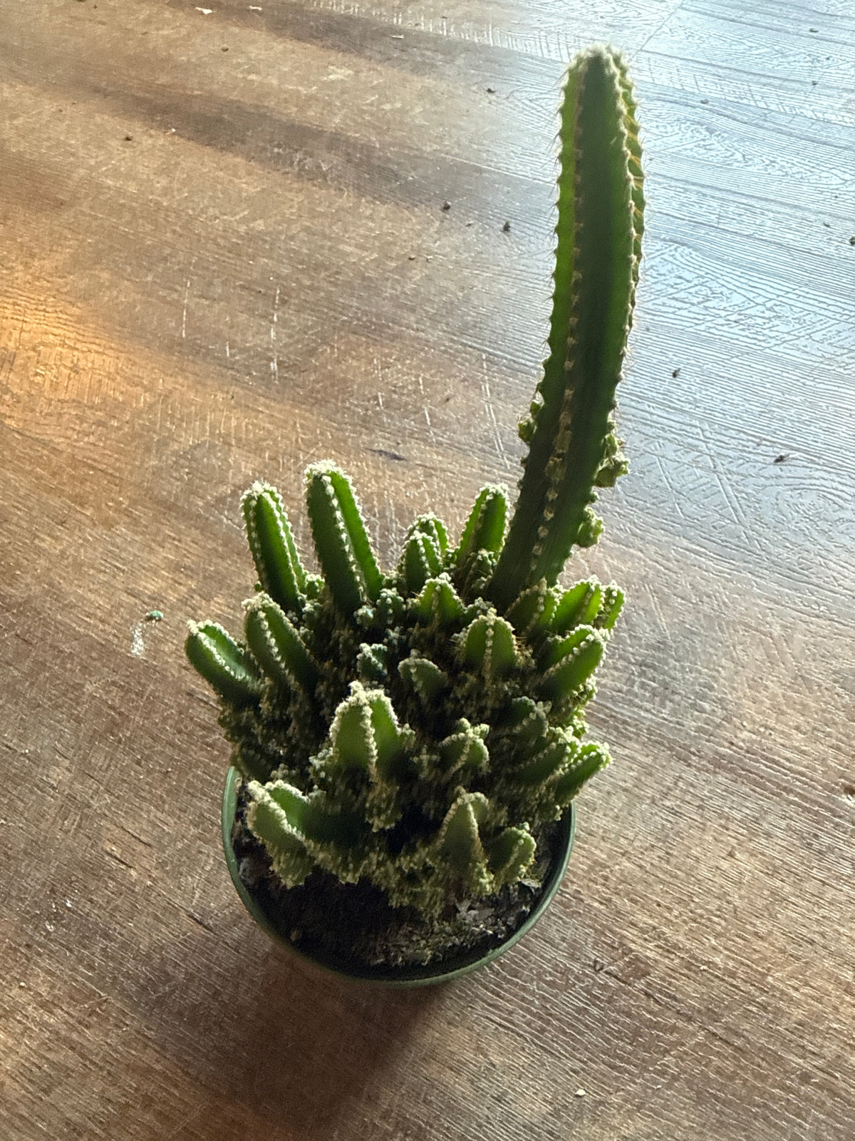 Fairytale cactus medium size