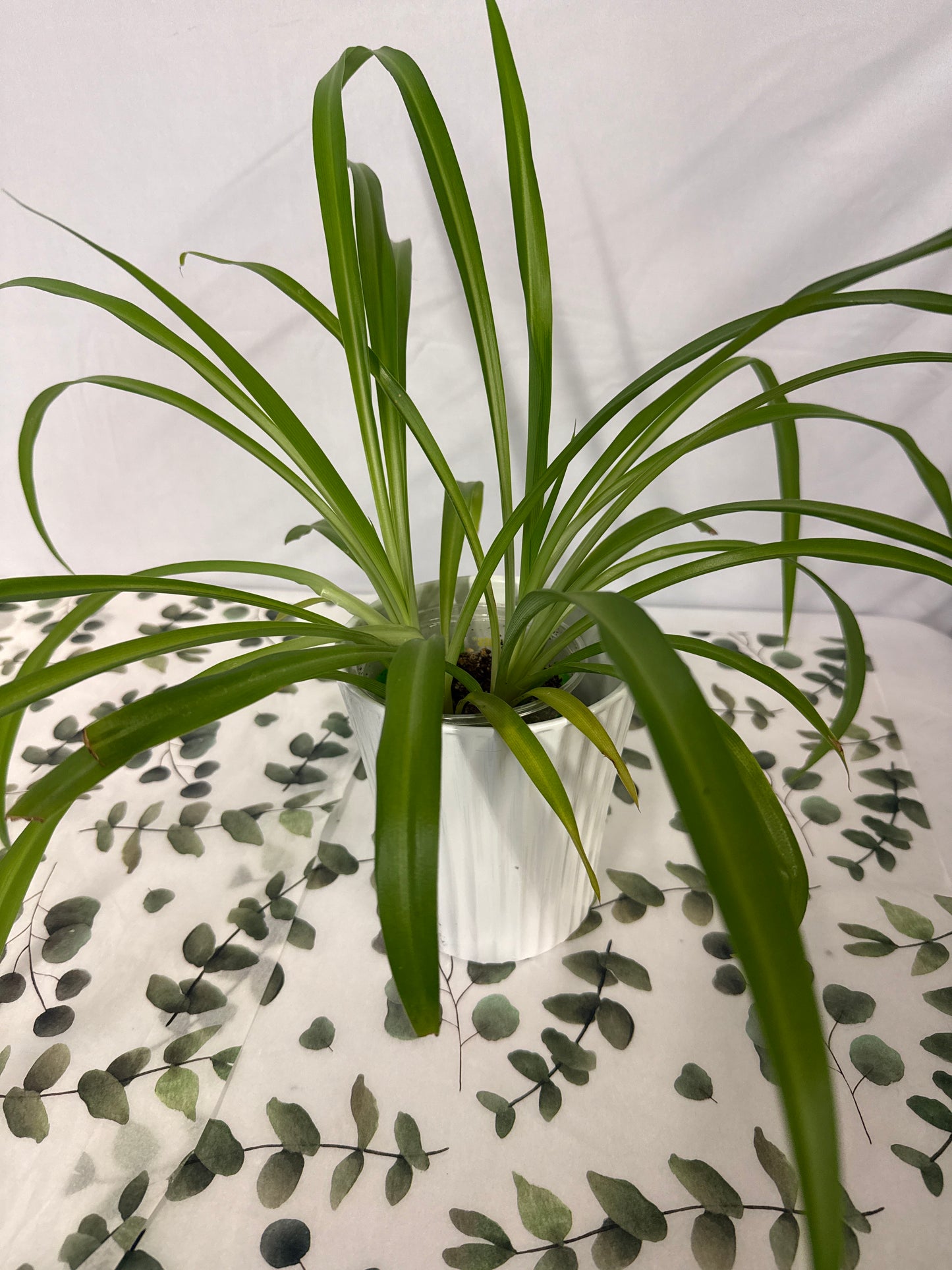 Spider plant