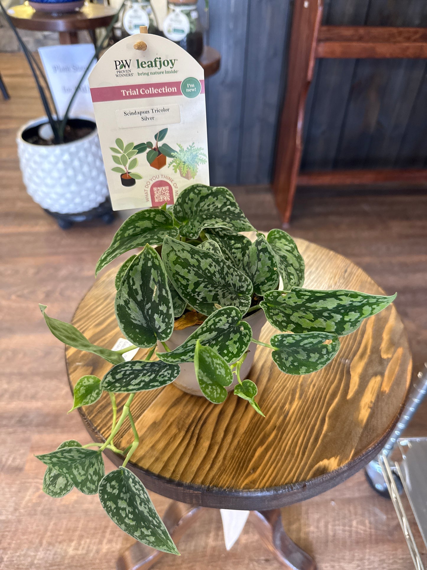 Scindap Tricolor Silver Plant