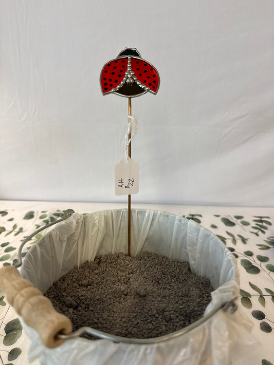 Ladybug plant steak