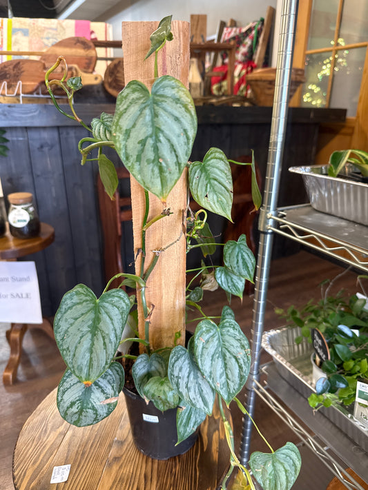 Philo Brandiatum Plant