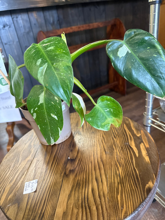 White Wizard Plant