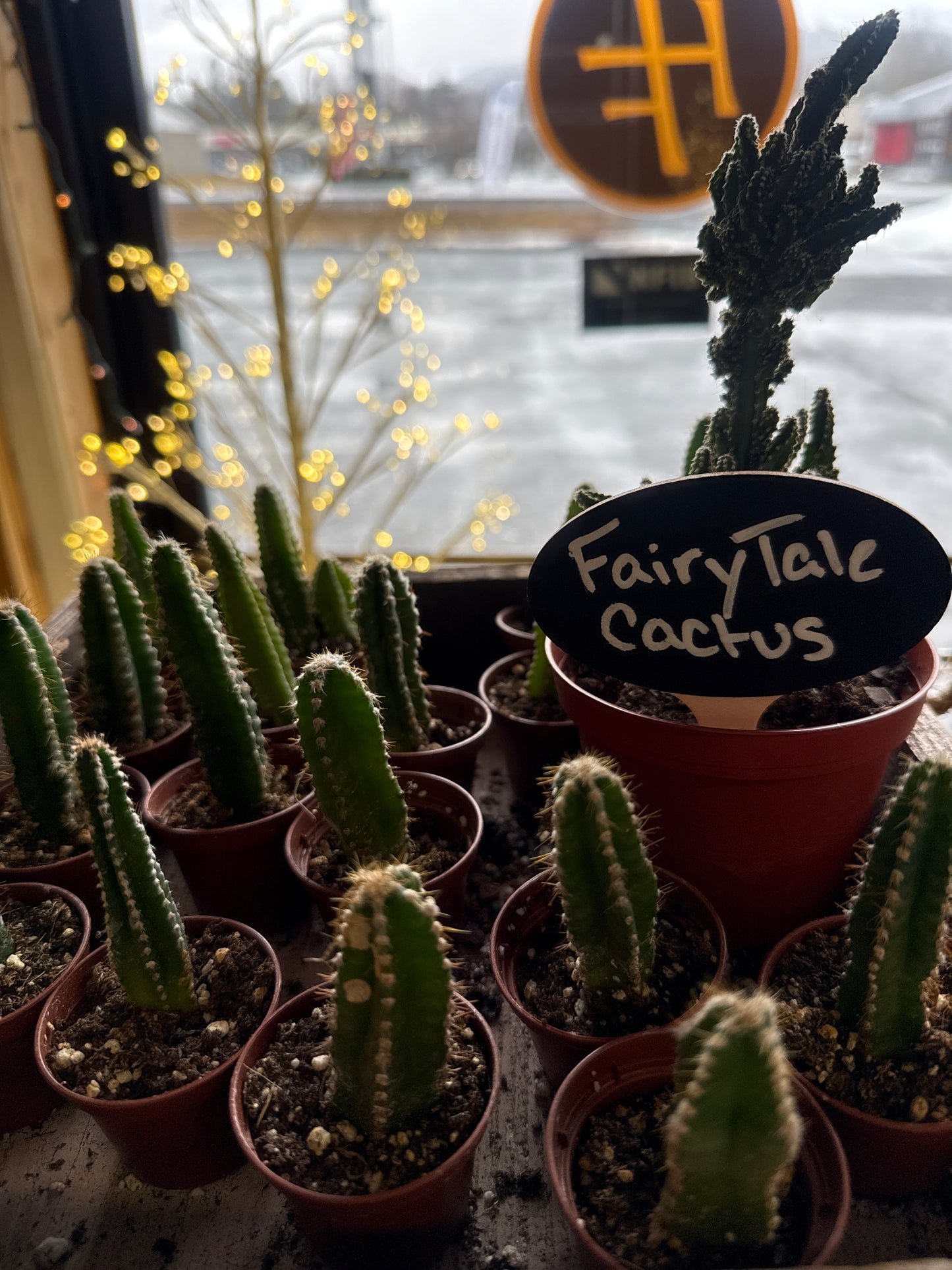 Fairytale Cactus Plant