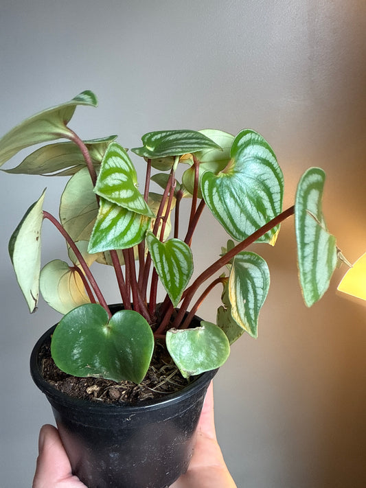 Peperomia watermelon