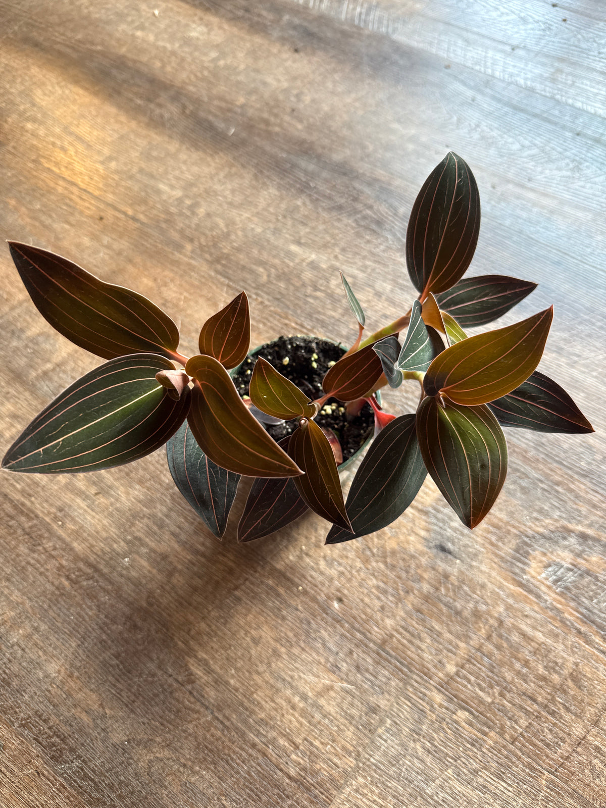4 inch jewel orchid