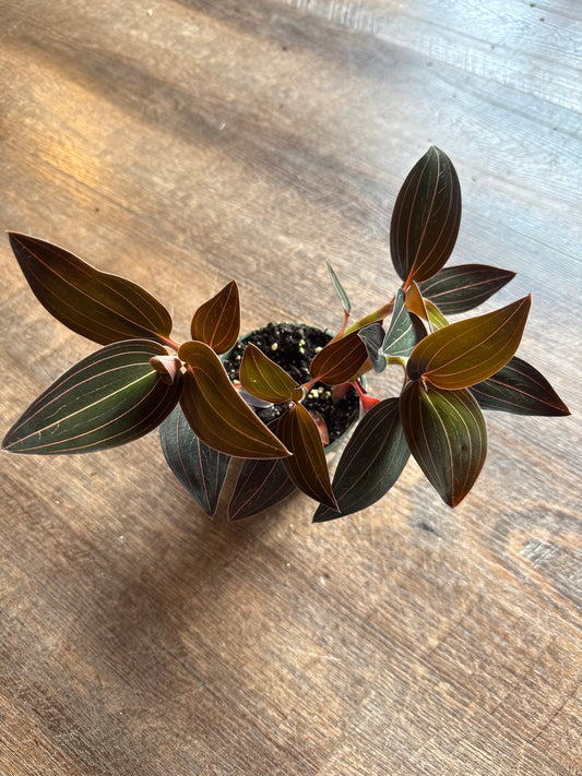 4 inch jewel orchid