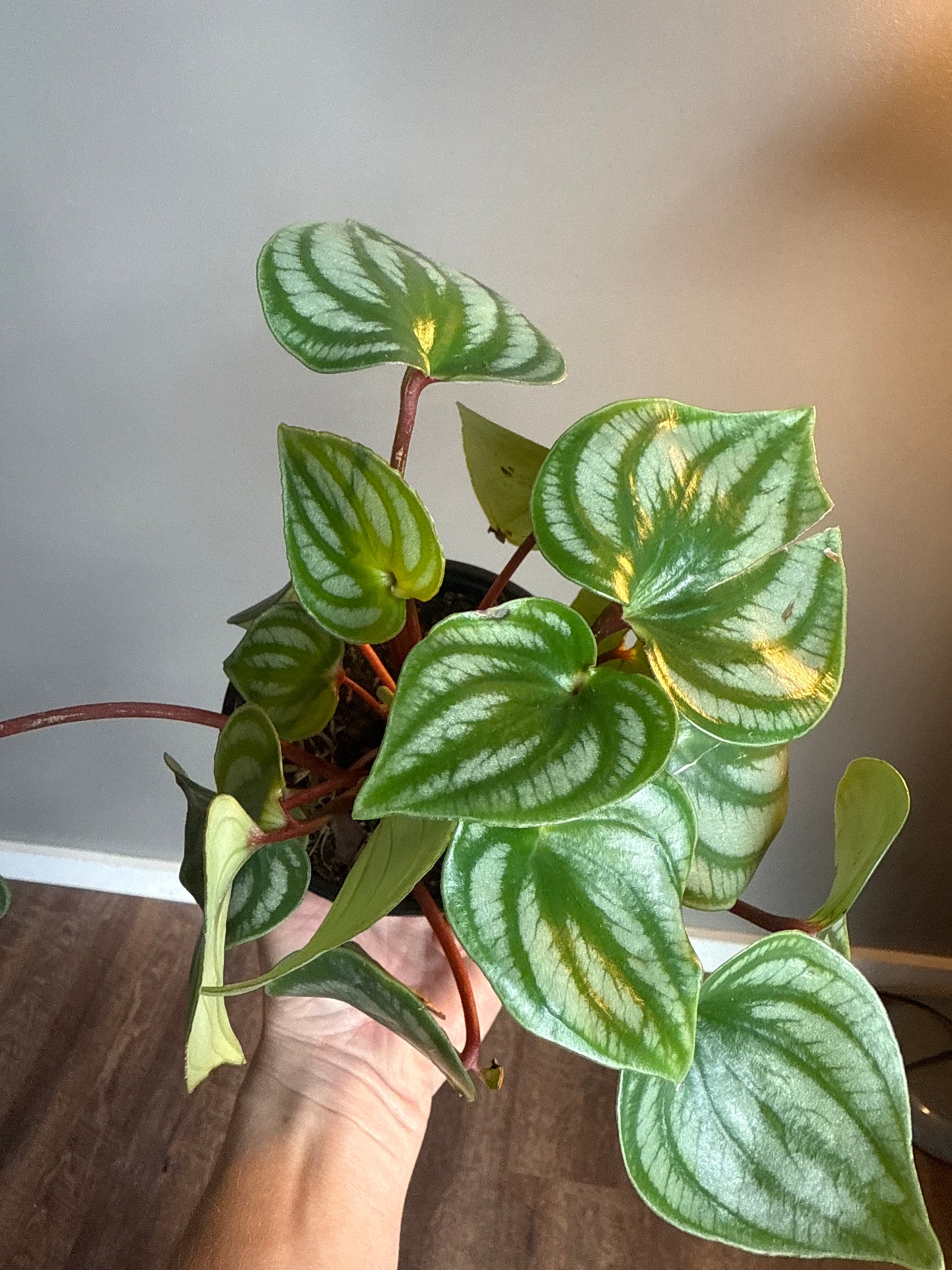 Peperomia watermelon