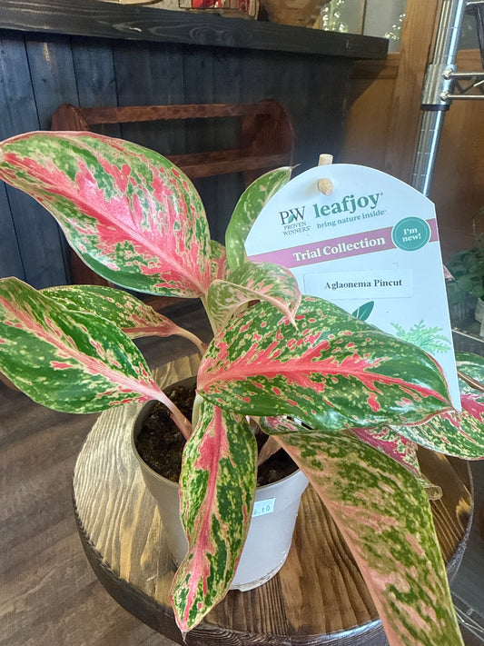 Aglonaema Pincut Plant