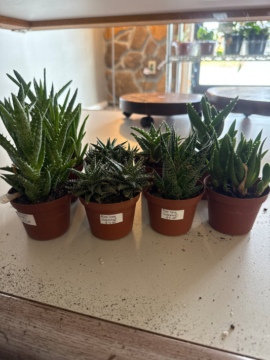 Aloe Vera assorted small