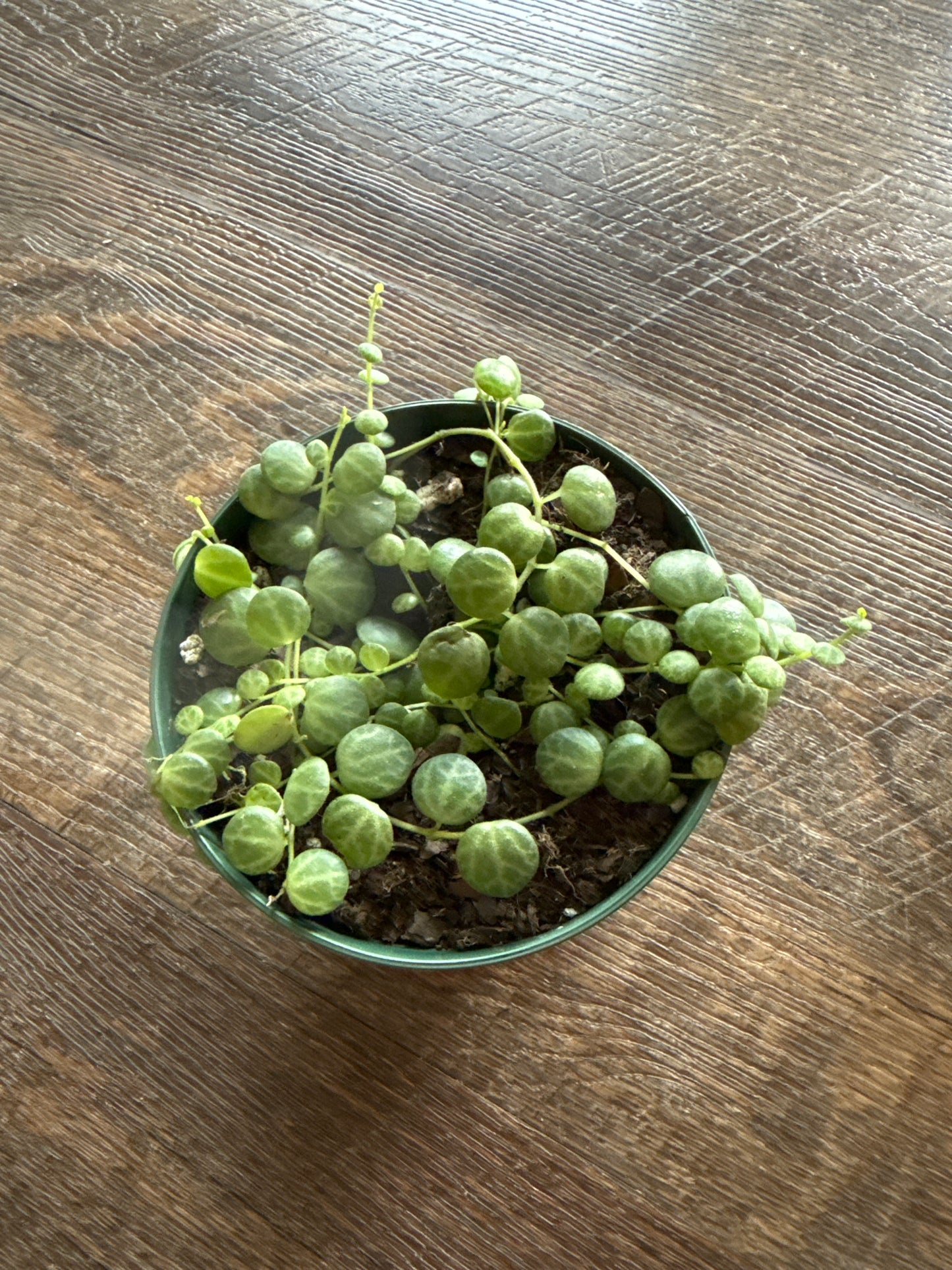 String of turtles