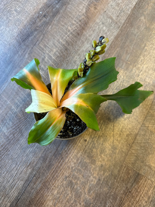Mandarin spider plant