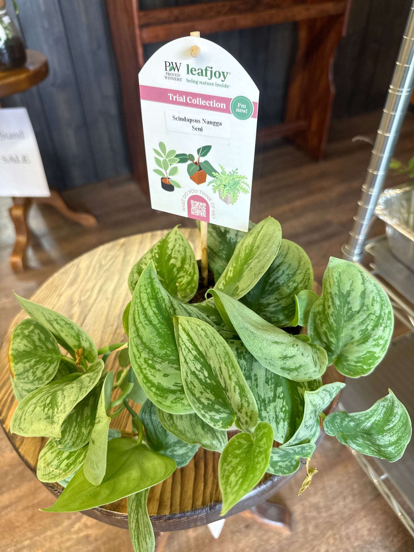 Scindap Nangga Seni Plant