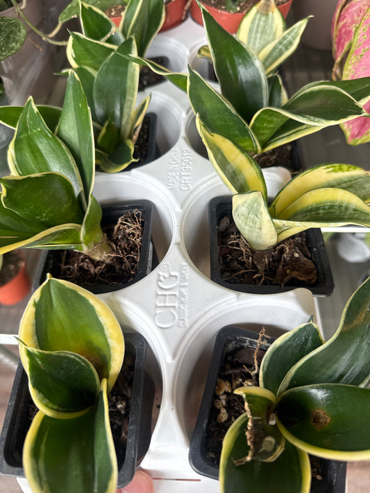 Snake Plants (assorted) small