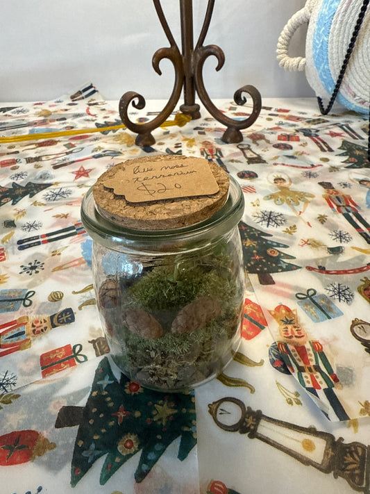 Live moss terrarium assorted