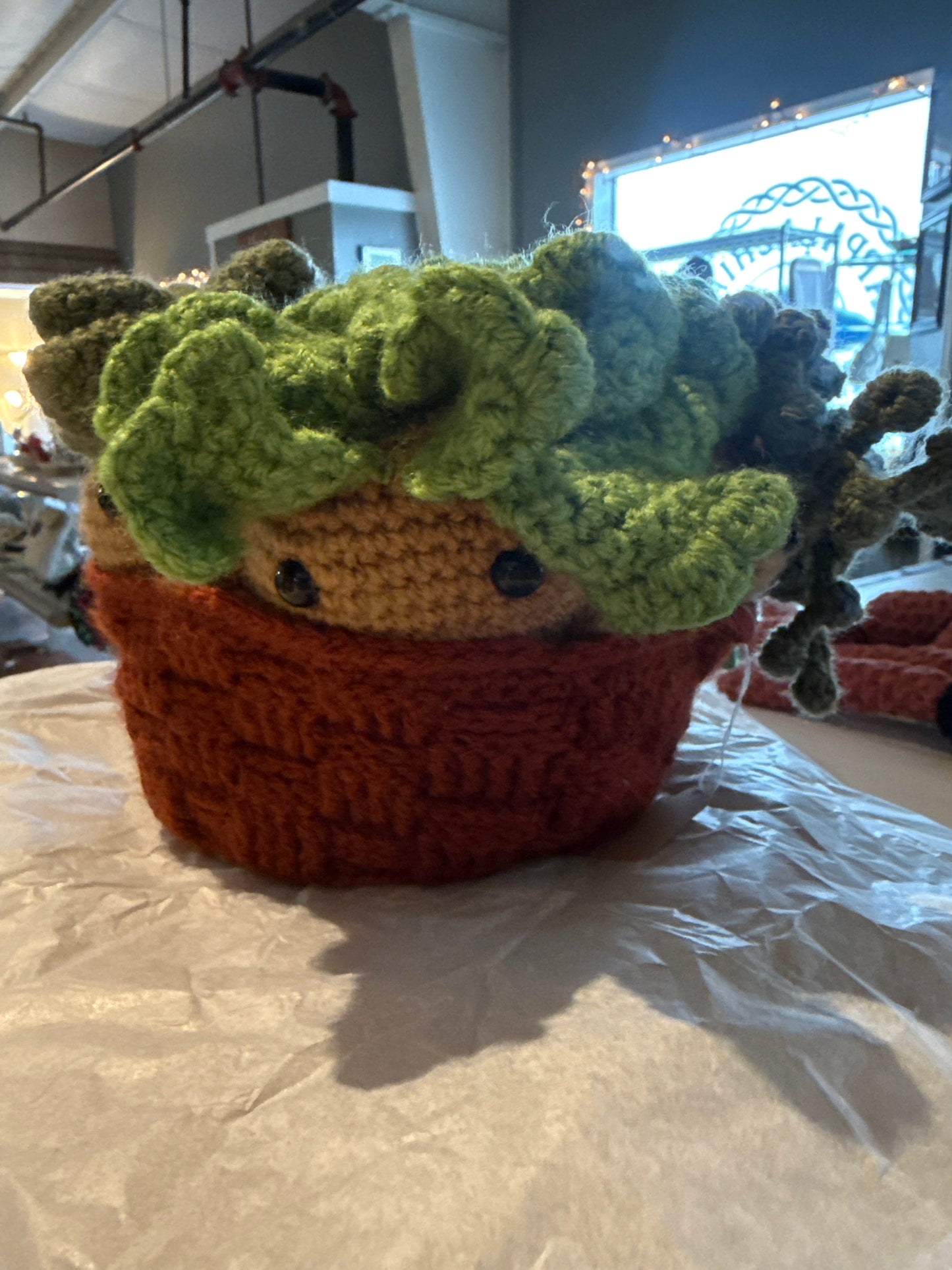 Succulent garden