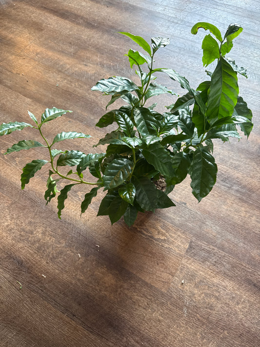 6 inch coffee plant