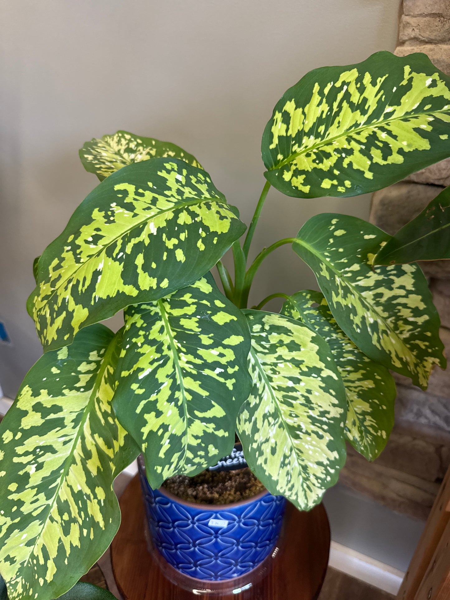 Diffenbachia Cheetah Plant (upgrade)