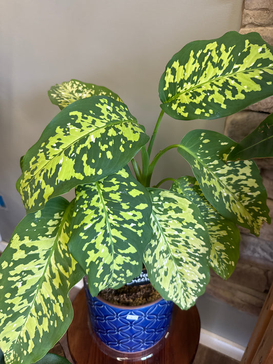 Diffenbachia Cheetah Plant (upgrade)