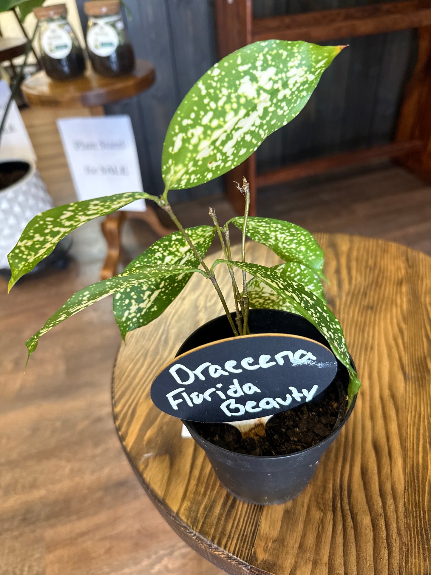 Draecena Florida Beauty Plant