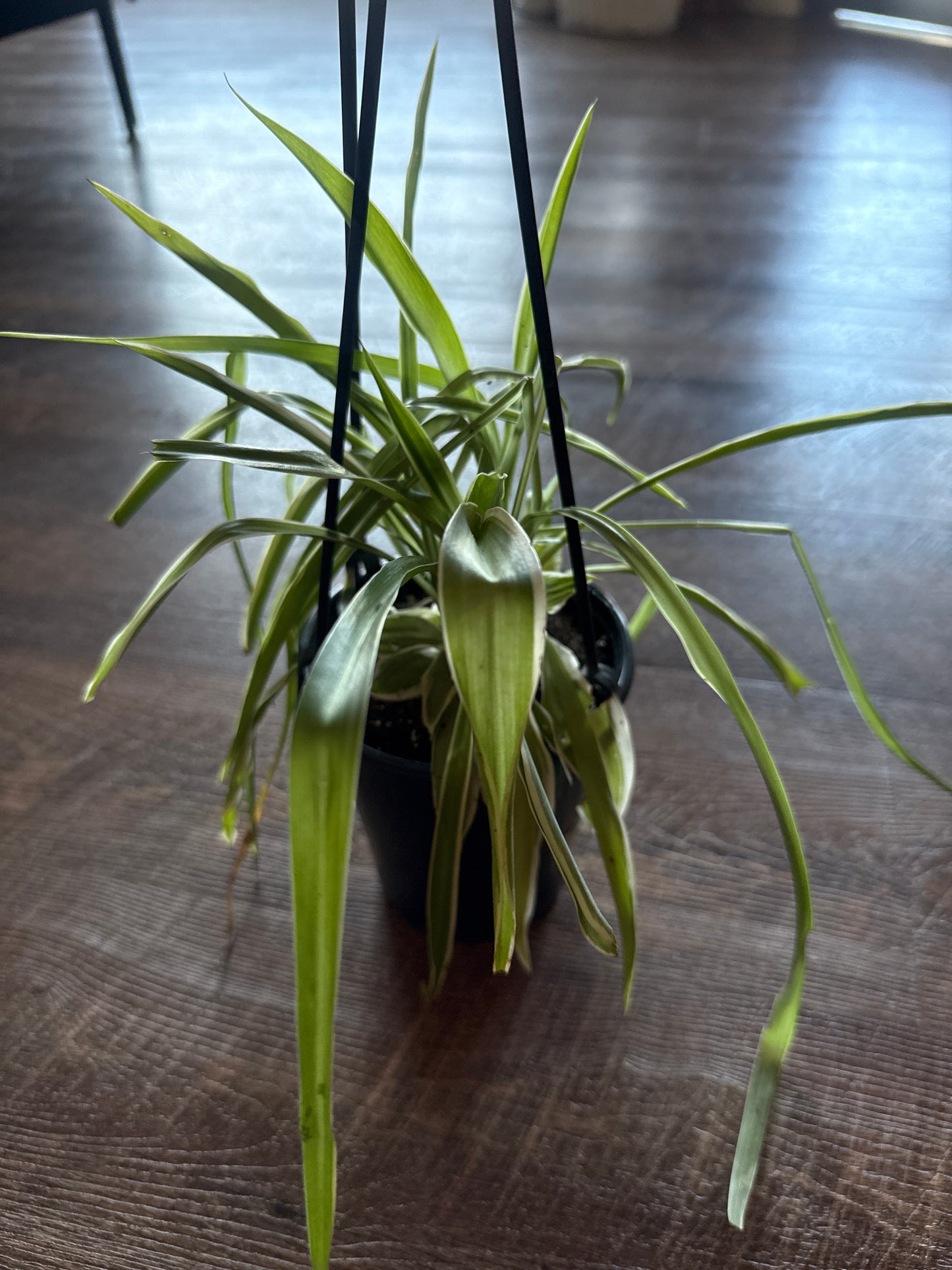 Spider plant, hanging