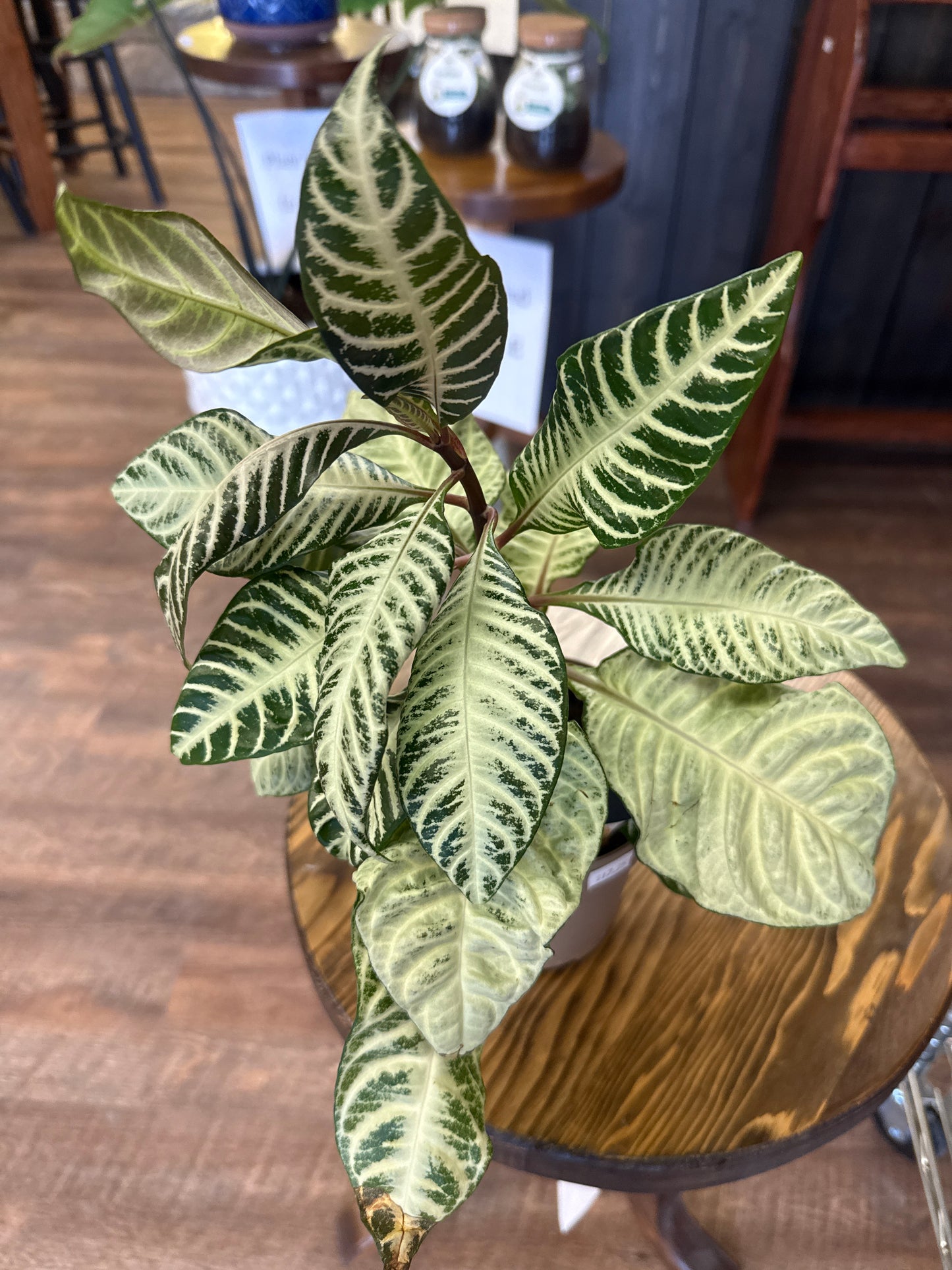 Aphelandra Plant
