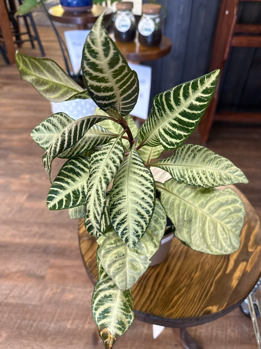 Aphelandra Plant