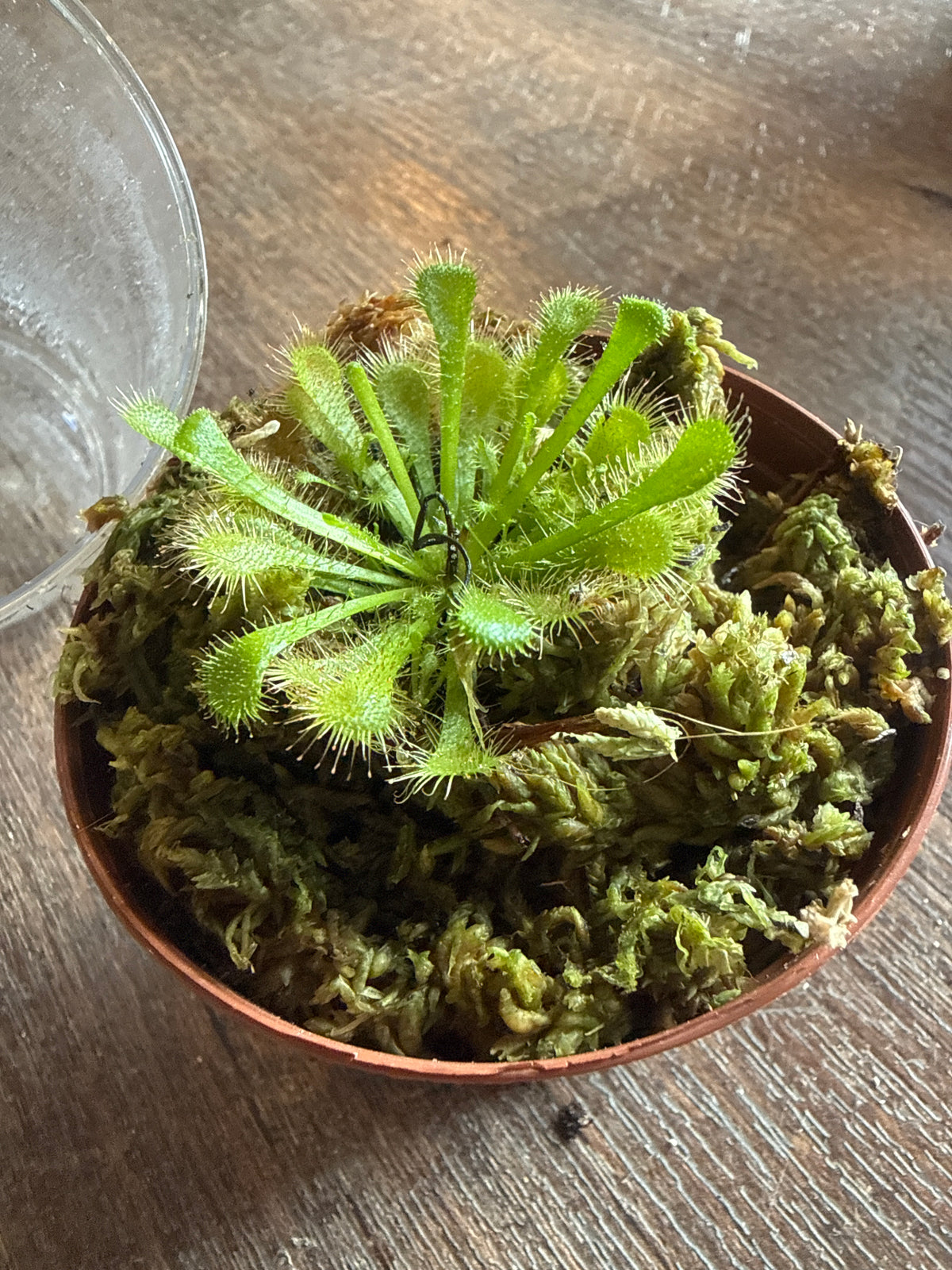 Carnivorous sundew