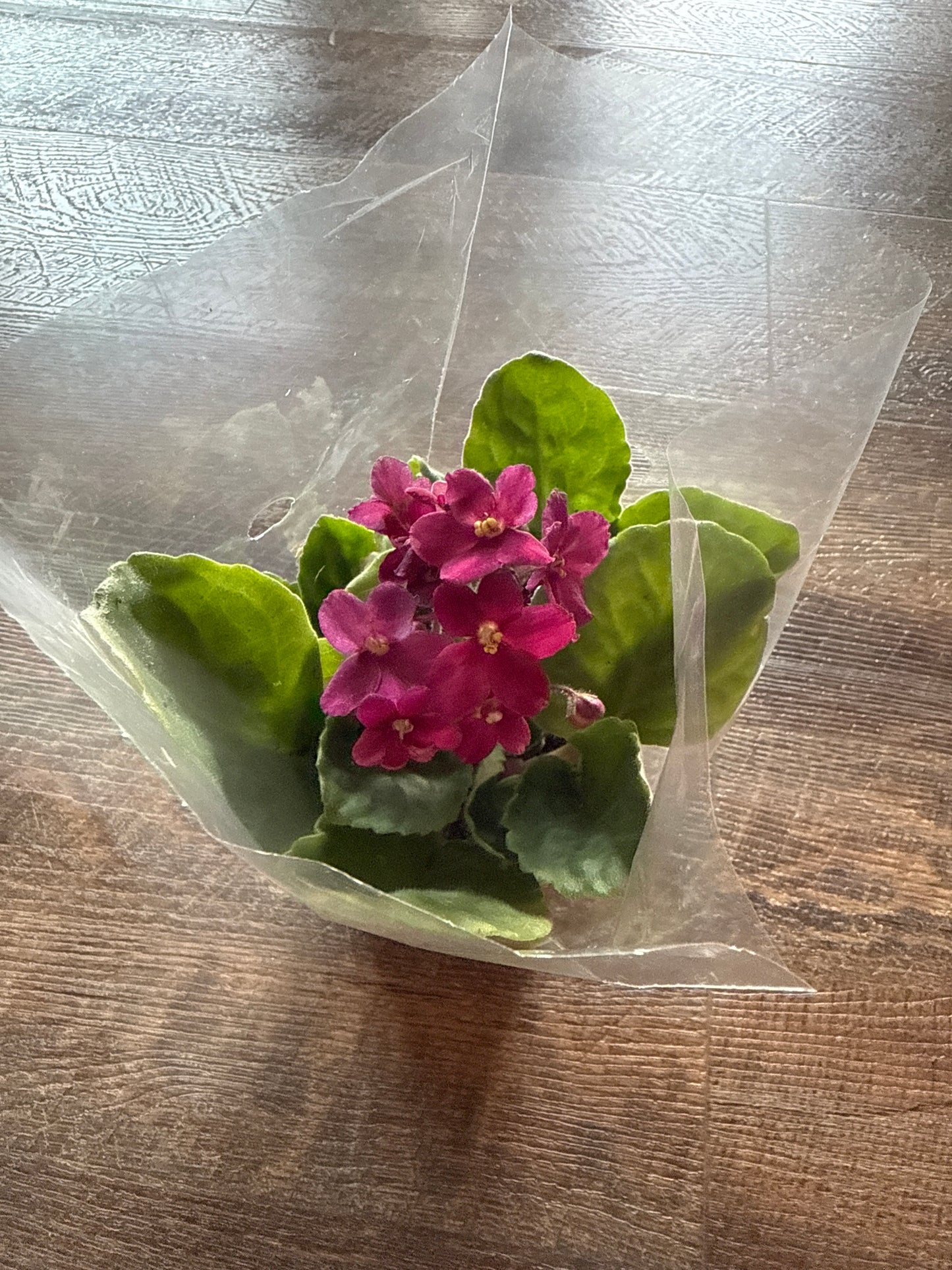 African violet