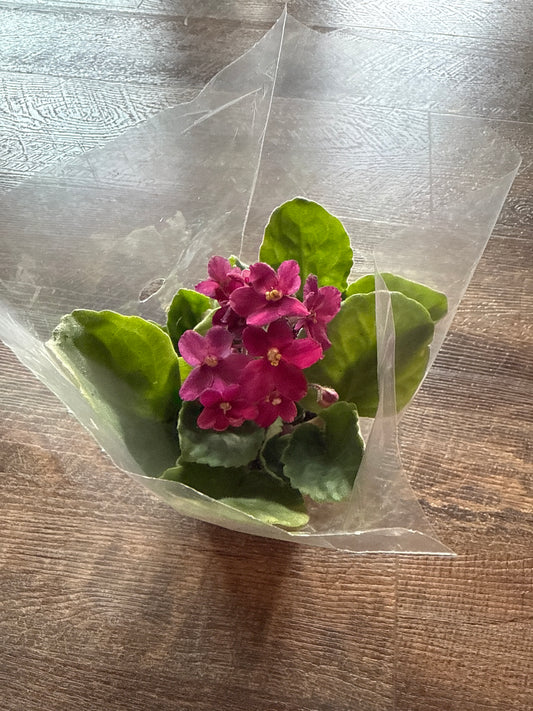 African violet