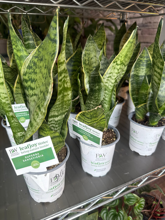 Superba sanseveria snake plant