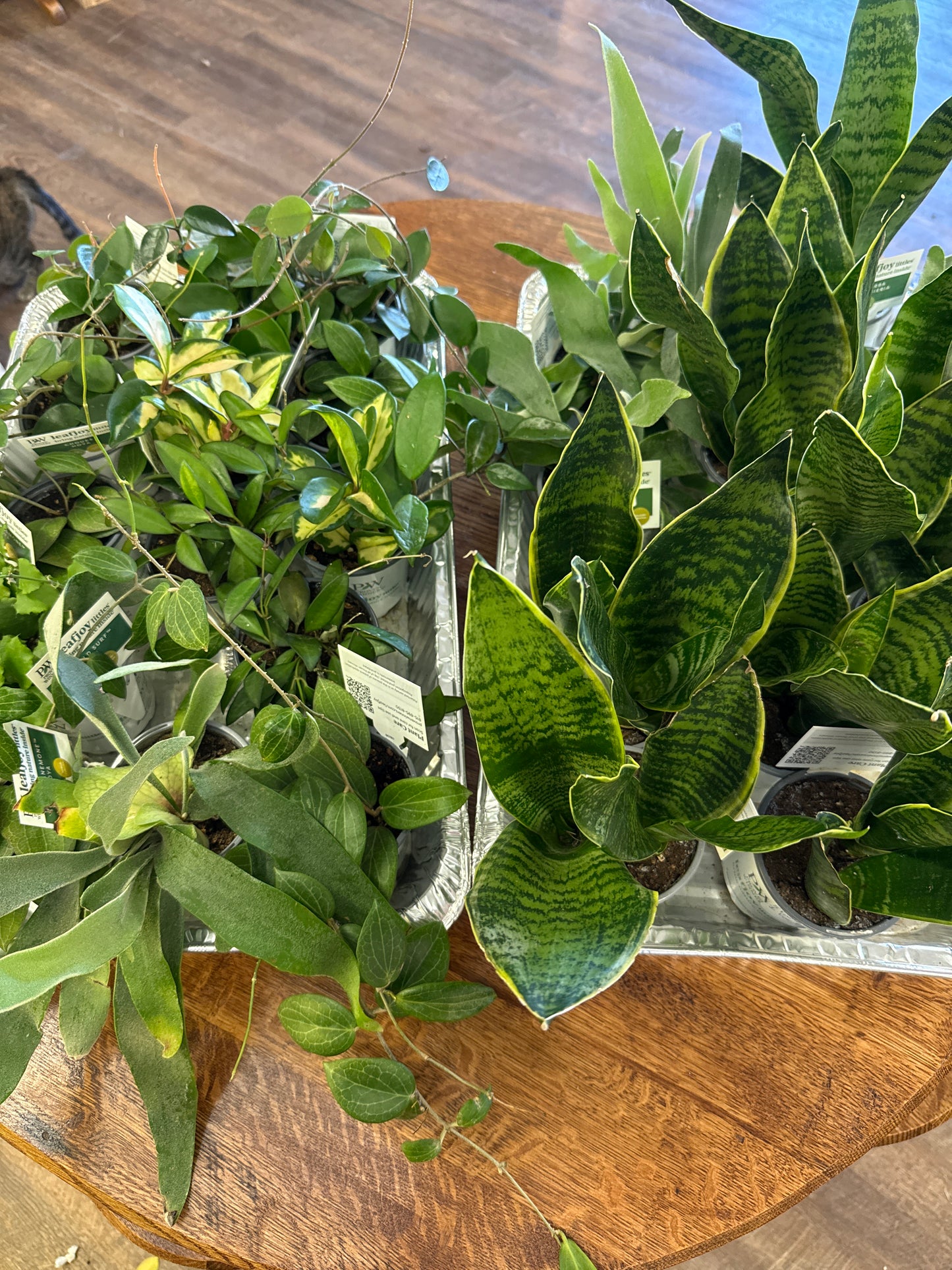 3” plants assorted 5 for $25.00