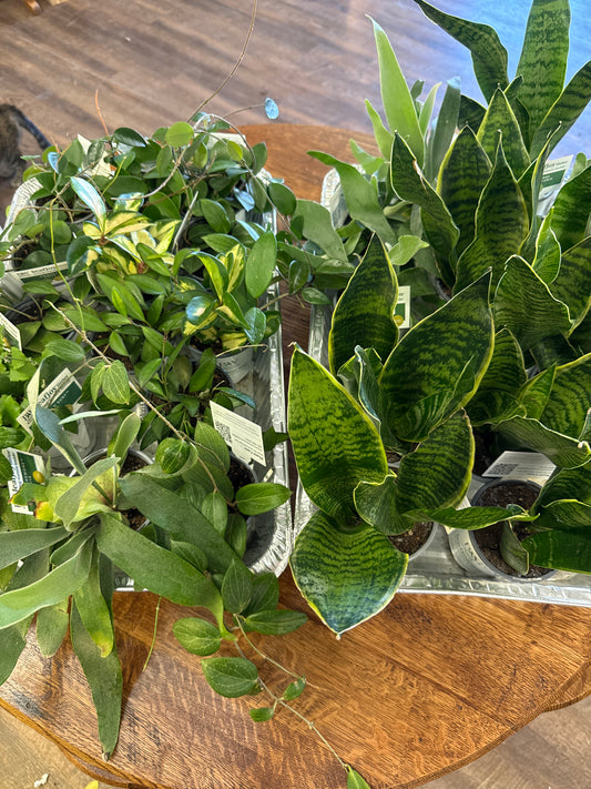 3” plants assorted 5 for $25.00