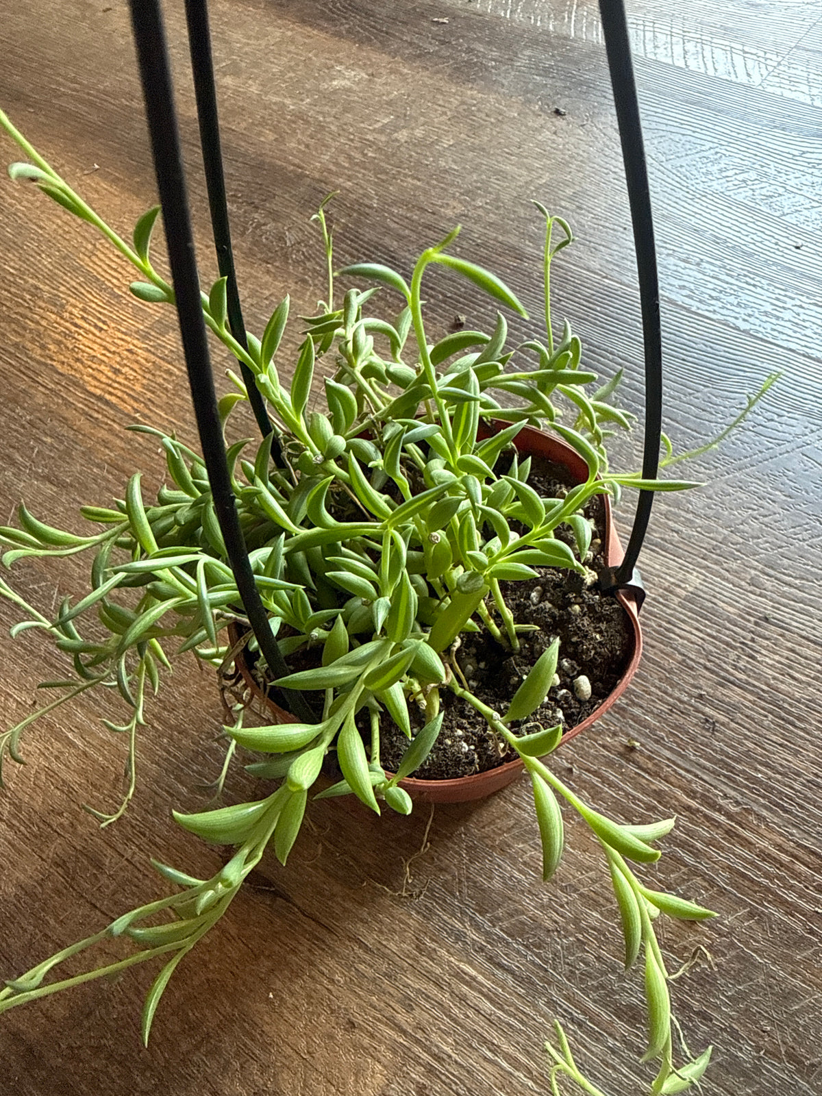 String of bananas